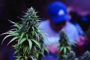 THC Drinks in Austin: Why Cannabis Beverages Are Taking Over the Cooler
